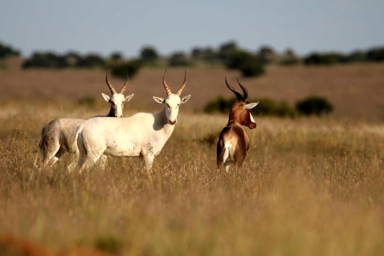 Letsatsi Game Lodge Smithfield Exterior photo